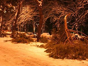 b012211602-alberi-da-sostituire-renzi-i-pini-non-vanno-bene-in-citta