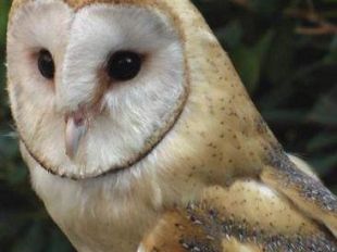 a805141404-vinci-fi-il-27-luglio-la-festa-dell-unicorno