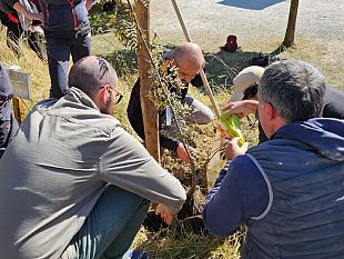 parco-foreste-casentinesi-a-dimora-una-pianta-di-antica-cultivar