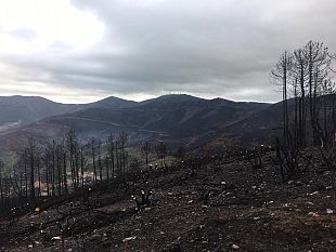 arresti-per-gli-incendi-in-lucchesia-la-regione-applaude-larma