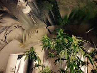 firenze-stupefacente-artigiano-coltiva-droga-nel-retrobottega