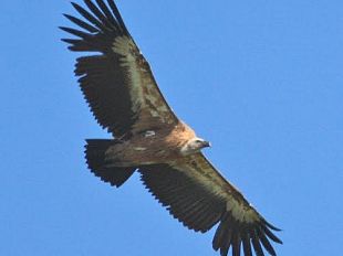cinque-grifoni-sulla-montagna-pistoiese