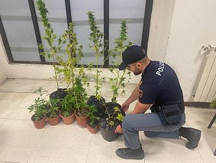 novoli-su-una-terrazza-cerano-12-piantine-di-marijuana
