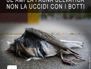 capodanno-proteggiamo-gli-animali-dai-botti