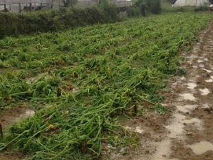 nuove-opportunita-per-lagroalimentare-grazie-alla-smart-specialisation-platform