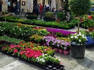 pienza-dei-fiori-xxx-edizione