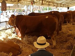 fiera-agricola-mugellana-conto-alla-rovescia