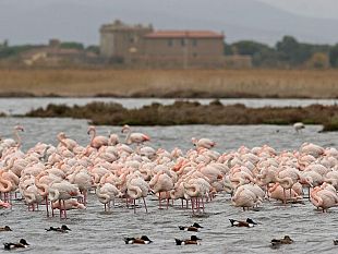 laguna-di-orbetello-il-nuovo-parco-ambientale