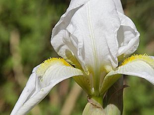 iris-florentina-in-sboccio