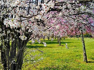 giardini-e-parchi-il-comune-aperto-alle-idee-dei-cittadini