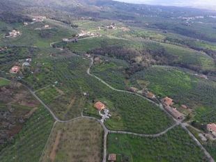 meno-emissioni-piu-ulivi-piu-giovani-agricoltori