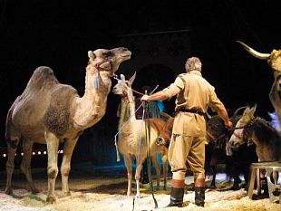 b101051731-domani-protesta-a-firenze-contro-il-circo