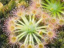 a705250959-piante-carnivore-esposte-a-villa-vogel