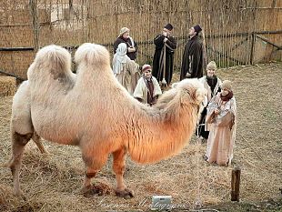 video-maltempo-faentina-fermata-bus-al-posto-dei-treni