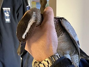 duomo-firenze-recuperata-anatra-marzaiola-ferita-ad-unala