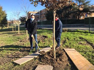 zona-via-mannelli-arrivano-25-nuovi-alberi