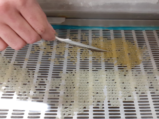 la-trota-mediterranea-torna-a-casa