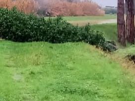 caduto-un-pino-in-viale-de-amicis