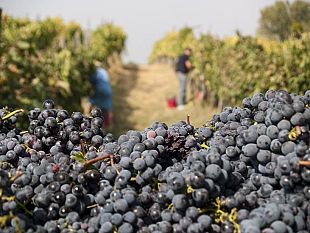 scorie-nucleari-mai-nelle-citta-del-vino