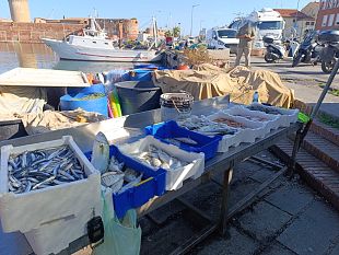 livorno-vendita-abusiva-di-pesce-ai-quattro-mori
