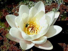 a507201348-giardino-didattico-nel-padule-di-fucecchio