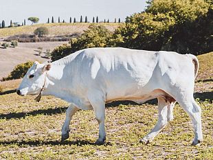dal-17-al-18-agosto-il-gigante-bianco-a-montepulciano