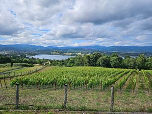 mugello-un-vigneto-tutto-da-scoprire