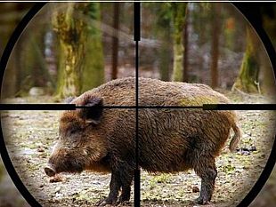danni-fauna-selvatica-arrivano-indennizzi-regionali