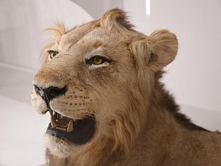 universita-di-firenze-il-museo-di-storia-naturale-compie-250-anni