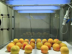 pisa-la-superfrutta-ricchissima-di-antiossidanti