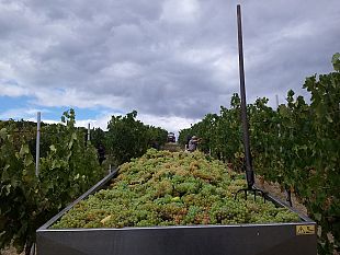 vino-consorzio-del-chianti-anche-in-toscana-sperimentazione-di-viti-resistenti-ai-funghi