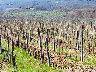 confagricoltura-toscana-la-regione-bocci-il-biodinamico