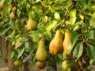 produzione-di-pere-in-italia-che-crollo