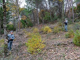 taglio-di-alberi-nei-boschi-senza-autorizzazione-paesaggistica