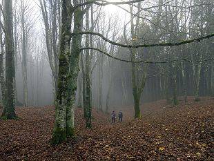 regione-toscana-nuova-sede-del-segretariato-mediterraneo-delle-foreste-modello
