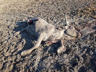 maremma-lupi-in-branco-fanno-strage-di-vitelle