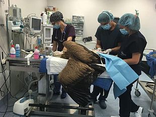 salvato-il-grifone-fuori-rotta