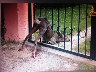 capriolo-incastrato-nel-cancello-salvato-dai-pompieri