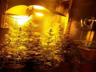 mini-serra-per-la-coltivazione-della-marijuana-in-un-capannone-abusivo