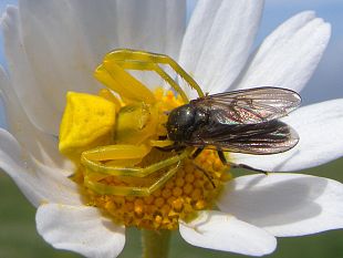 i-ragni-granchio-foto-e-importanza