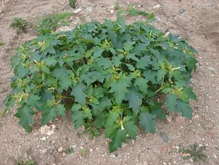 b008181602-vu-cumpra-offrono-pillole-d-erbe-afrodisiache