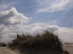 b009171440-wwf-dune-costiere-e-rotte-migratorie-da-proteggere