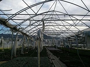 serre-cinesi-fossi-campi-bisenzio-contiamo-su-collaborazione-della-comunita