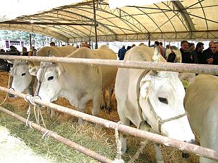 finanziamento-dellacquisto-di-animali-riproduttori-in-toscana