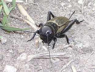 fare-o-non-fare-la-festa-al-grillo-la-gabbia-e-larga-ci-stiamo-dentro-tutti