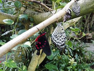 collodi-il-fascino-della-casa-delle-farfalle