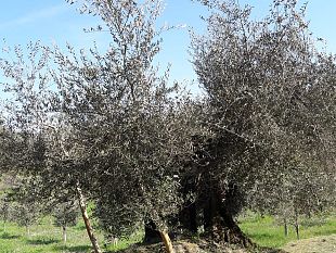 valorizzazione-dellolivo-minuta-di-chiusi