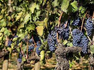 vendemmia-2022