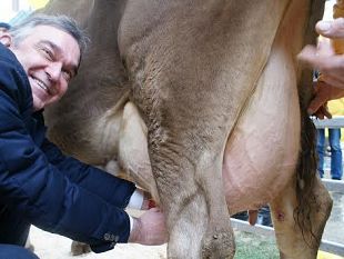 latte-allevatori-a-firenze-rossi-e-antognoni-alla-mungitura