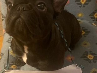 come-posso-aiutare-i-miei-animali-ad-affrontare-la-notte-di-capodanno